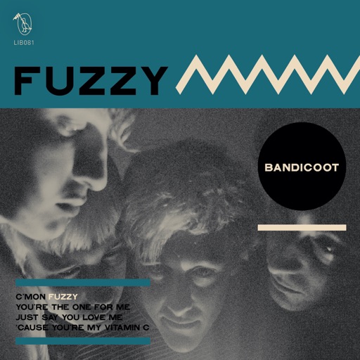 bandicoot fuzzy